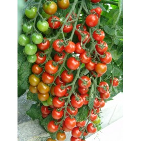İthal Cherry Domates Tohumu Wrescoin - 10.000 Adet