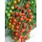 İthal Cherry Domates Tohumu Wrescoin - 10.000 Adet