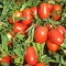 İthal Salçalık Domates Tohumu Oso Grande-25.000 Adet