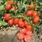 İthal Salçalık Domates Tohumu Oso Grande-10.000 Adet