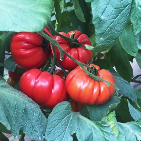 Kırmızı Köy Domatesi Tohumu Katmerli Alköy - 50.000 Adet