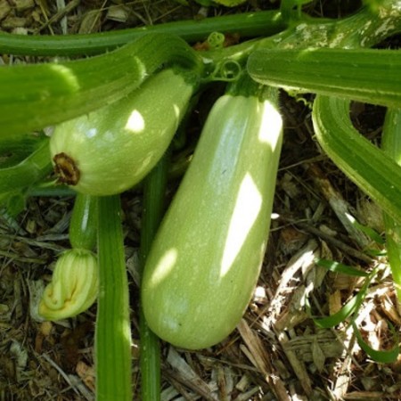 Hibrit Yarı Ampul Kabak Tohumu Alesia F1 - 1.000 Adet