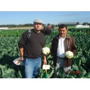 Hibrit Karnabahar Tohumu F1 (Yazlık - Sonbahar) Çeşit 3 - 2.500 Adet Tohum