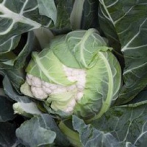 Hibrit Karnabahar Tohumu - Fortaleza F1 ( Sonbahar ) - 2.500 Adet Tohum