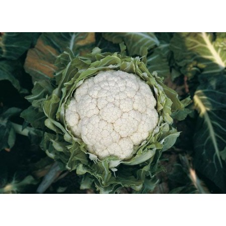 Hibrit Karnabahar Tohumu F1 (Kışlık) Çeşit 9 - 2.500 Adet Tohum