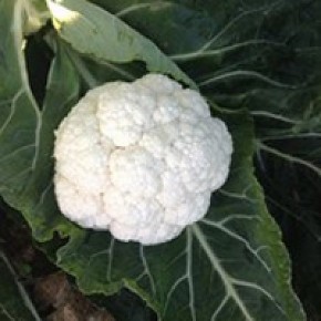 Hibrit Karnabahar Tohumu - SV5864AC - 2.500 Adet Tohum