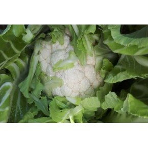 Hibrit Karnabahar Tohumu - Tenfold F1 - 2.500 Adet Tohum