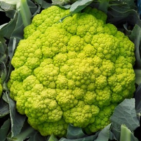 Hibrit Karnabahar Tohumu - VITAVERDE RZ F1  - 2.500 Adet Tohum