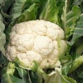 Hibrit Karnabahar Tohumu - SV5965AC ( Kışlık ) - 2.500 Adet Tohum