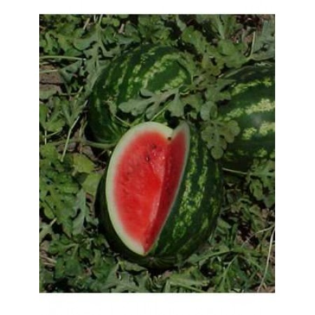 Hibrit Ala Karpuz Tohumu - Crimson Glory F1 - 1.000 Adet Tohum