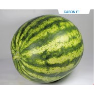 Hibrit Karpuz Tohumu - Gabon F1 - 1.000 Adet
