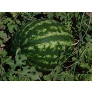 Hibrit Karpuz Tohumu - İthal Crimson Sweet - 1.000 Adet Tohum