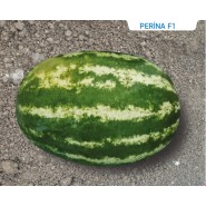 Hibrit Karpuz Tohumu - Perina F1 - 1.000 Adet Tohum