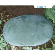 Hibrit Siyah Karpuz Tohumu - Cebel F1 - 1.000 Adet Tohum 
