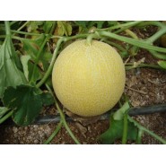 Hibrit Kavun Tohumu - ANANAS F1 - 1.000 Adet Tohum   Hibrit Kavun Tohumu - ANANAS F1 - 1.000 Adet Tohum