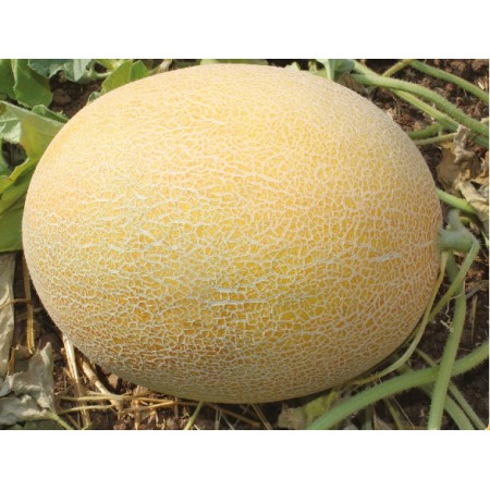 Hibrit Ananas Kavun Tohumu-Atax F1-1.000 Adet