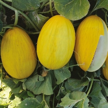 Hibrit Kavun Tohumu - Arya F1 - 1.000 Adet Tohum