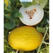 Hibrit Kavun Tohumu-Canaryo F1-1.000 Adet Hibrit Kavun Tohumu-Canaryo F1-1.000 Adet