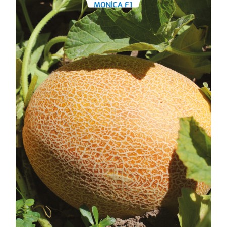 Hibrit Ananas Kavun Tohumu - Monica F1- 1.000 Adet Tohum