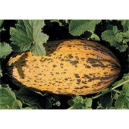 Hibrit Kavun Tohumu - Sinem F1 - 1.000 Adet Tohum Hibrit Kavun Tohumu - Sinem F1 - 1.000 Adet Tohum