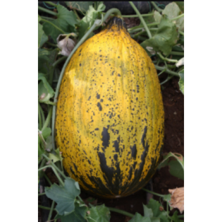 Hibrit Kırkağaç Kavun Tohumu - 1212 F1-1.000 Adet