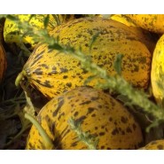 Hibrit Kırkağaç Kavun Tohumu - A-Z 91 F1 - 1.000 Adet Tohum Hibrit Kırkağaç Kavun Tohumu - A-Z 91 F1 - 1.000 Adet Tohum