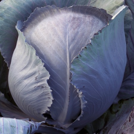 Hibrit Kırmızı Lahana Tohumu - REGUMA RZ F1 - 2.500 Adet Tohum