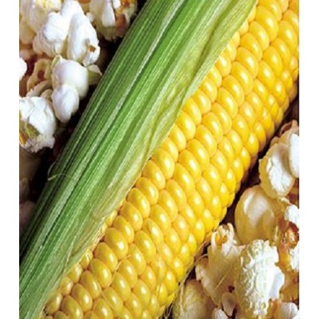 Hibrit Cin Mısır Tohumu - Ant Cin F1 - 1 Kg