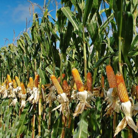 Hibrit Cin Mısır Tohumu NT-8877 F1 - 10.000 Adet Hibrit Cin Mısır Tohumu NT-8877 F1 - 10.000 Adet