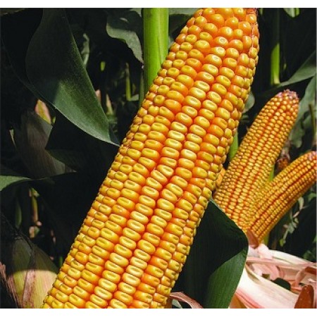 Hibrit Mısır Tohumu - KWS KEBEOS - 50.000 Adet Hibrit Mısır Tohumu - KWS KEBEOS - 50.000 Adet