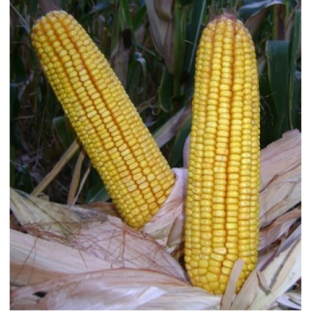 Hibrit Mısır Tohumu - KWS KALUMET - 50.000 Adet