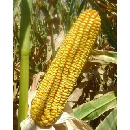 Hibrit Mısır Tohumu - KWS KATONE - 50.000 Adet