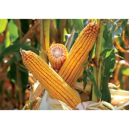 Hibrit Mısır Tohumu - KWS 6565 - 50.000 Adet Hibrit Mısır Tohumu - KWS 6565 - 50.000 Adet