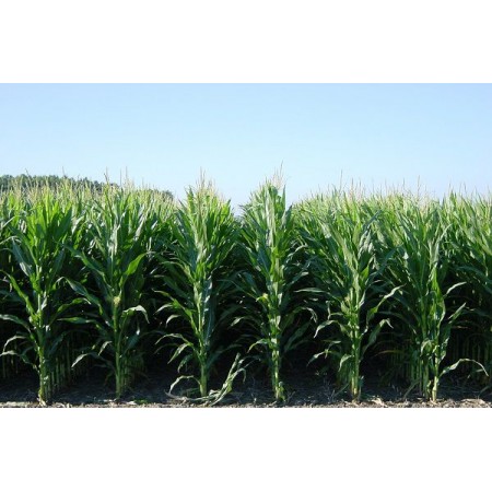 Hibrit Mısır Tohumu Silajlık - As 170 - 50.000 Adet Tohum Hibrit Mısır Tohumu Silajlık - As 170 - 50.000 Adet Tohum