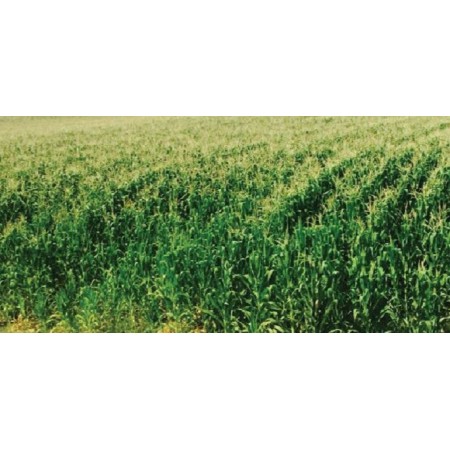 Hibrit Mısır Tohumu - Pioneer 30B74 - 50.000 Adet Hibrit Mısır Tohumu - Pioneer 30B74 - 50.000 Adet