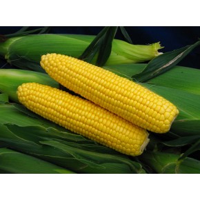 Hibrit Tatlı Mısır Tohumu - Bond Hg F1 - 500 Gr  Hibrit Tatlı Mısır Tohumu - Bond Hg F1 - 500 Gr