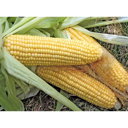 Hibrit Tatlı Mısır Tohumu - Calıpos F1 - 1 Kg