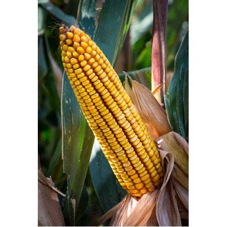 Hibrit Mısır Tohumu KWS KEFIEROS-50.000 Adet Hibrit Mısır Tohumu KWS KEFIEROS-50.000 Adet