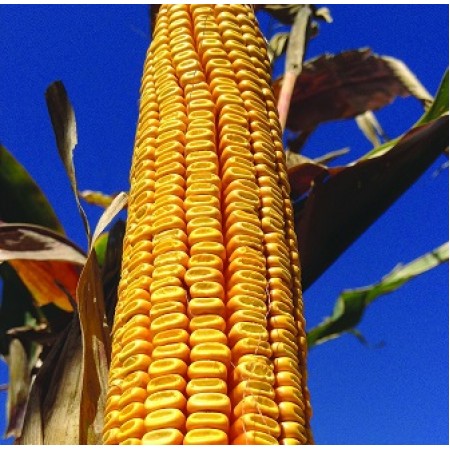 Hibrit Mısır Tohumu - KWS KERBANIS - 50.000 Adet Hibrit Mısır Tohumu - KWS KERBANIS - 50.000 Adet