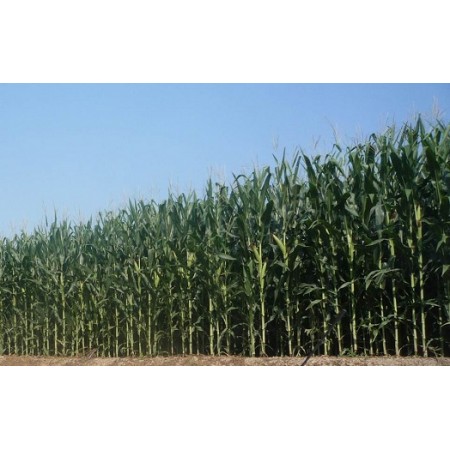 Hibrit Mısır Tohumu Silajlık KWS Kolosseus-50.000 Adet Hibrit Mısır Tohumu Silajlık KWS Kolosseus-50.000 Adet