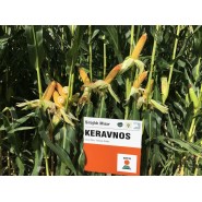Hibrit Mısır Tohumu KWS KERAVNOS-50.000 Adet