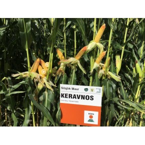 Hibrit Mısır Tohumu KWS KERAVNOS-50.000 Adet
