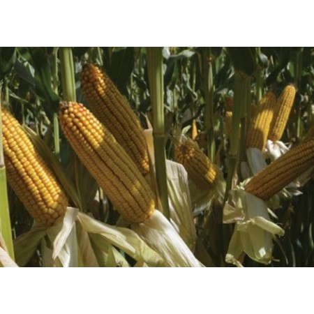 Hibrit Mısır Tohumu - Pioneer P0573 - 50.000 Adet Hibrit Mısır Tohumu - Pioneer P0573 - 50.000 Adet