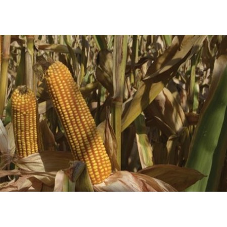 Hibrit Mısır Tohumu - Pioneer P1429 - 50.000 Adet Hibrit Mısır Tohumu - Pioneer P1429 - 50.000 Adet