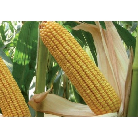 Hibrit Mısır Tohumu - Pioneer P1574 - 50.000 Adet Hibrit Mısır Tohumu - Pioneer P1574 - 50.000 Adet