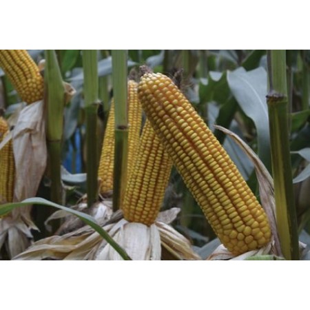 Hibrit Mısır Tohumu - Pioneer P1921 - 50.000 Adet Hibrit Mısır Tohumu - Pioneer P1921 - 50.000 Adet