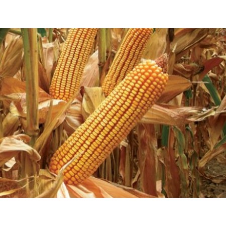 Hibrit Mısır Tohumu - Pioneer P2088 - 50.000 Adet Hibrit Mısır Tohumu - Pioneer P2088 - 50.000 Adet