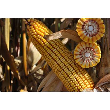 Hibrit Mısır Tohumu - Pioneer P2105 - 50.000 Adet Hibrit Mısır Tohumu - Pioneer P2105 - 50.000 Adet