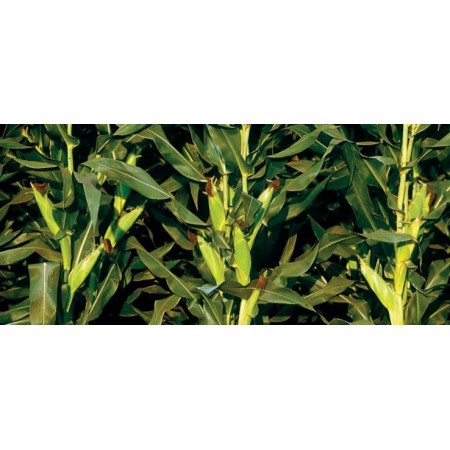 Hibrit Mısır Tohumu - Pioneer P9027 - 50.000 Adet Hibrit Mısır Tohumu - Pioneer P9027 - 50.000 Adet