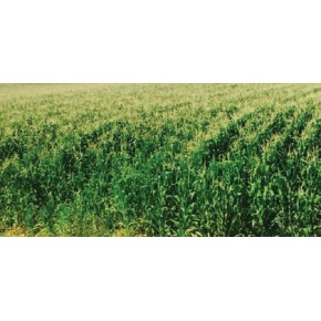 Hibrit Mısır Tohumu - Pioneer 30B74 - 50.000 Adet 
